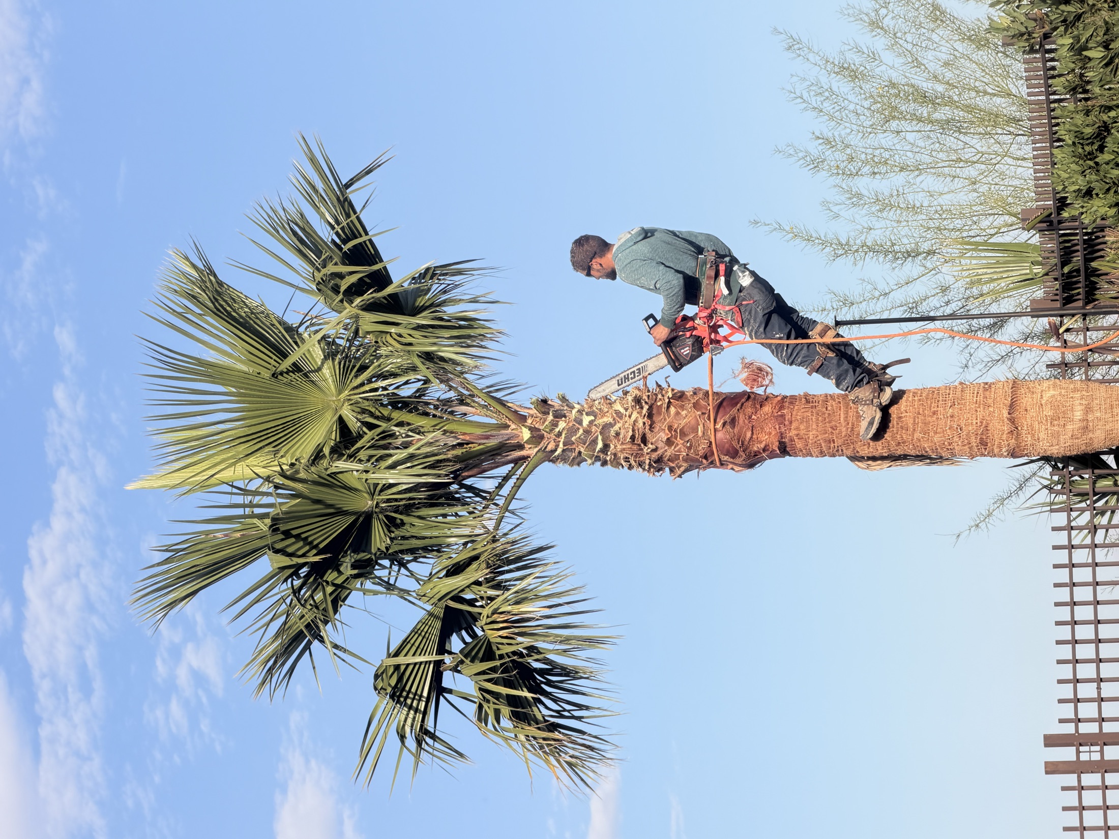 Palm trimming work in progress with worker cleaning a tall palm tree
