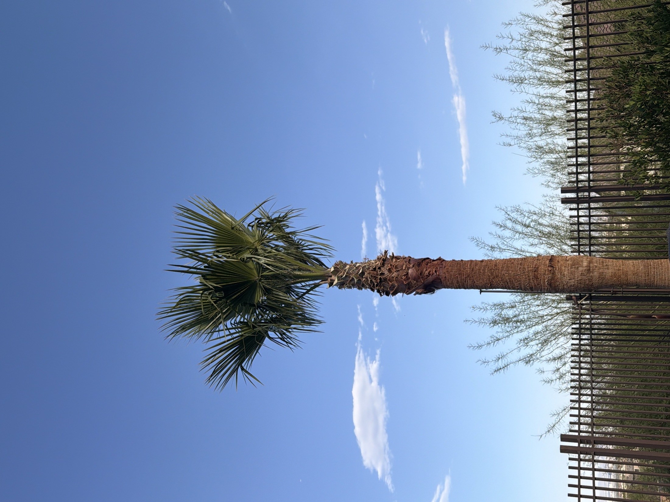 Las Vegas palm tree cleanup and trimming work beside outdoor seating