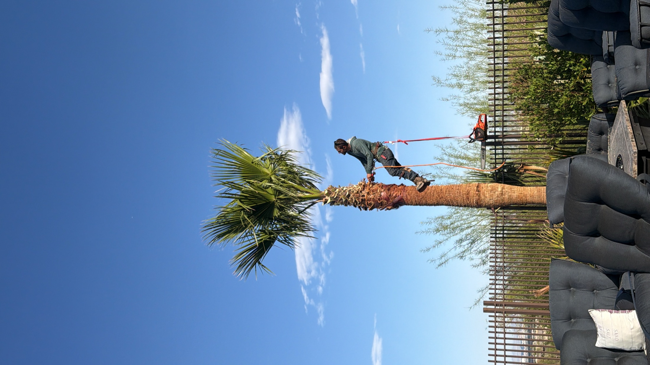 Finished palm trimming and landscape cleanup work in a desert yard