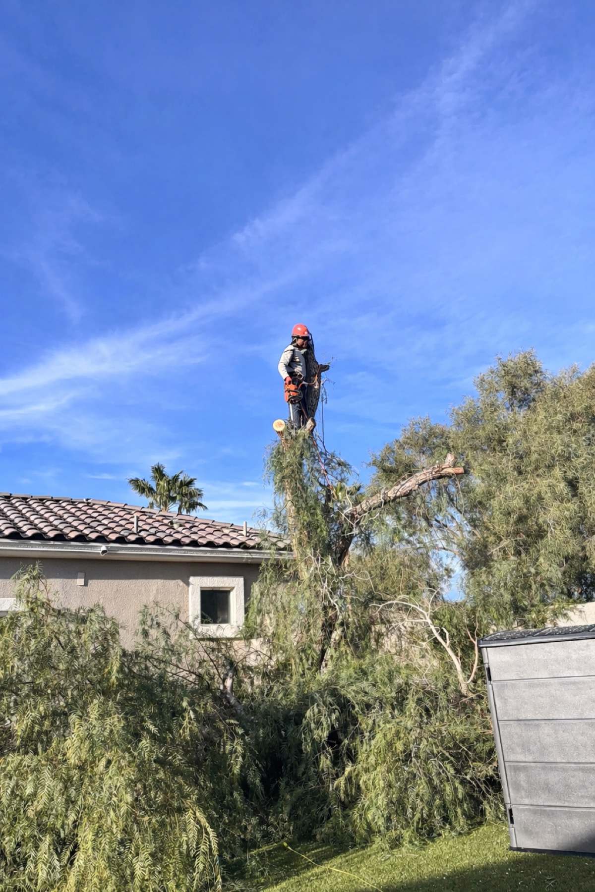 Tree trimming crew working above a Las Vegas yard