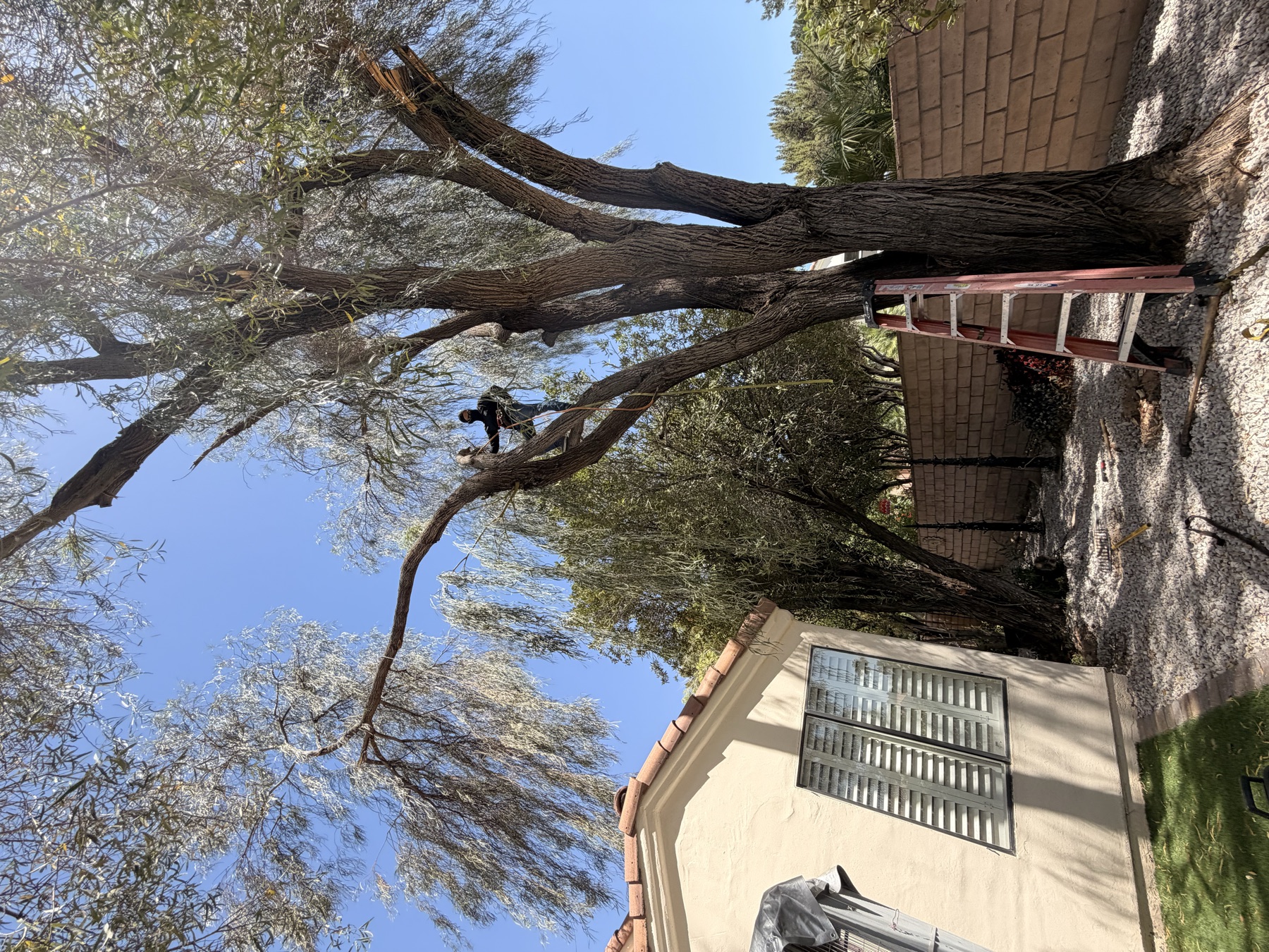 Tree trimming detail work near a Las Vegas home