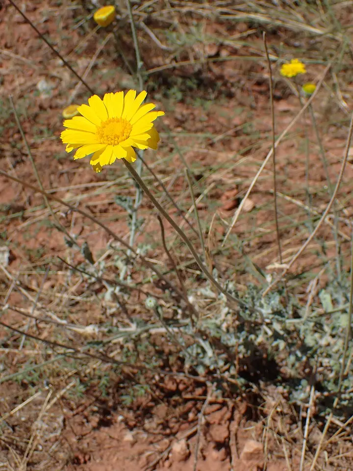 Desert Marigold