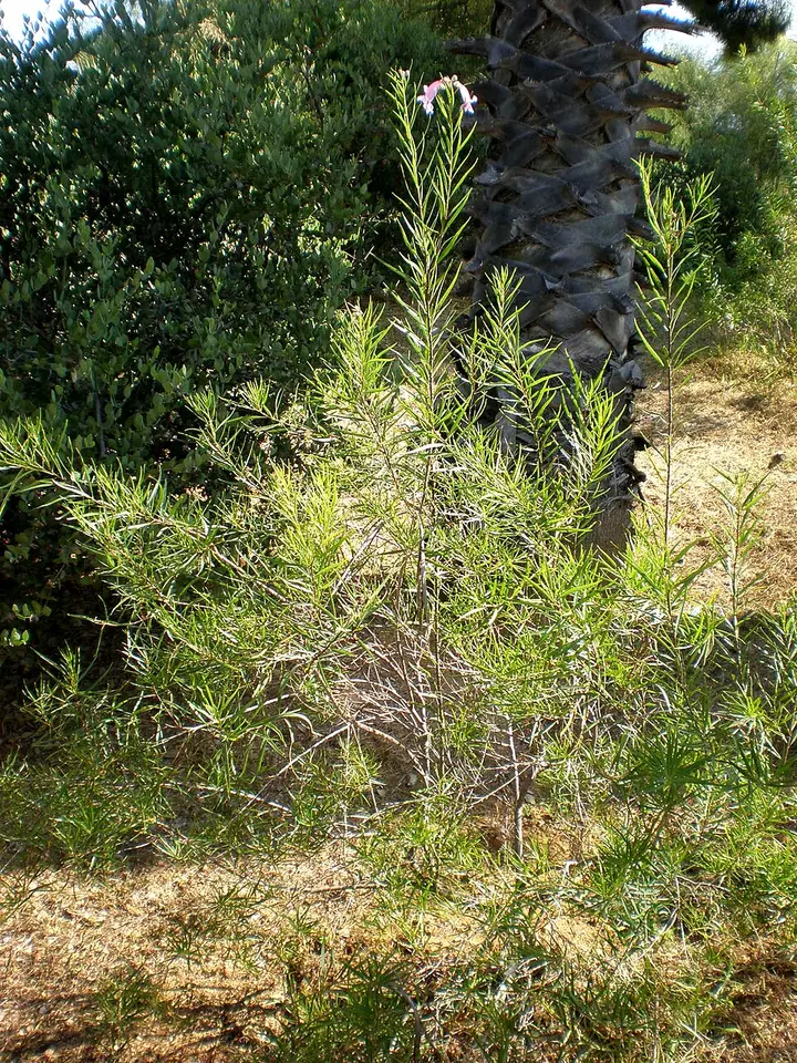 Desert Willow