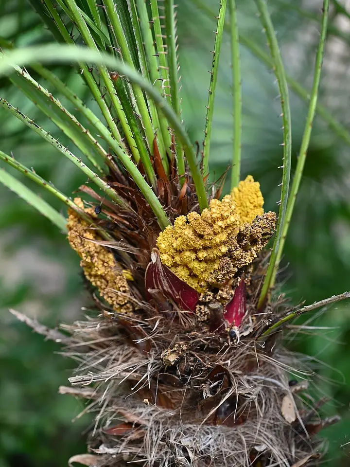Mediterranean Fan Palm